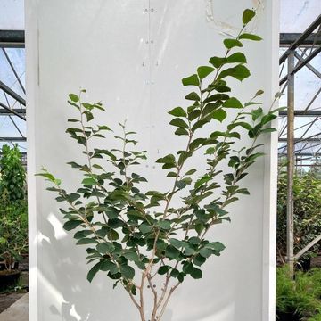 Hamamelis x intermedia 'Westerstede'