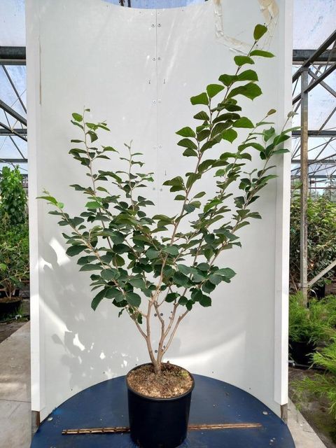 Hamamelis x intermedia 'Westerstede'