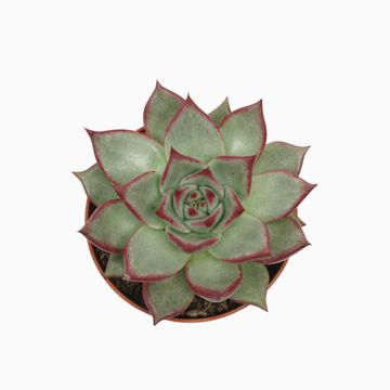Echeveria agavoides 'Electra'