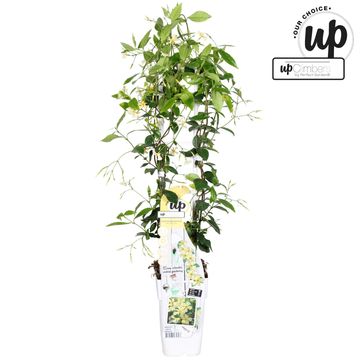 Trachelospermum jasminoides STAR OF TOSCANE