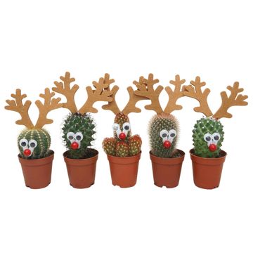 Cactus MIX