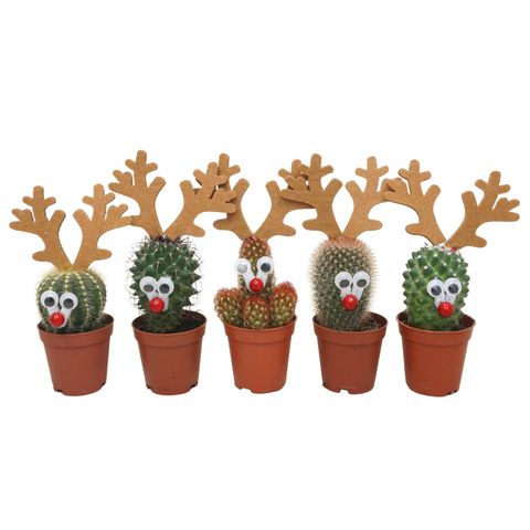 Cactus MIX
