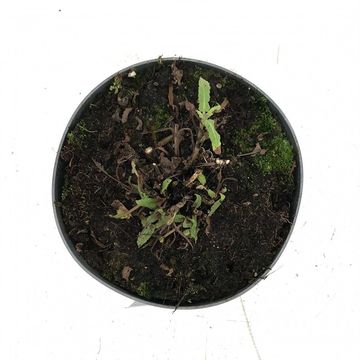 Salvia nemorosa 'Caradonna'