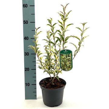 Ligustrum japonicum COLOMBINE