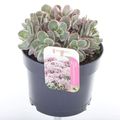 Sedum telephium SEDUCTION LA VIE EN ROSE