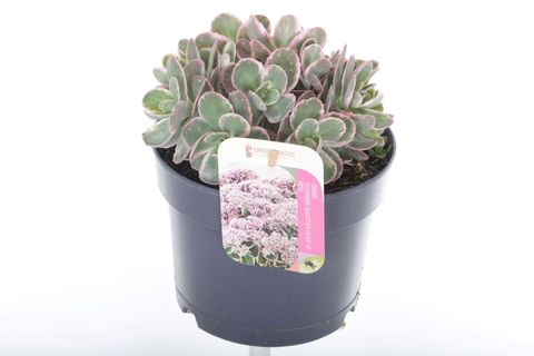 Sedum telephium SEDUCTION LA VIE EN ROSE