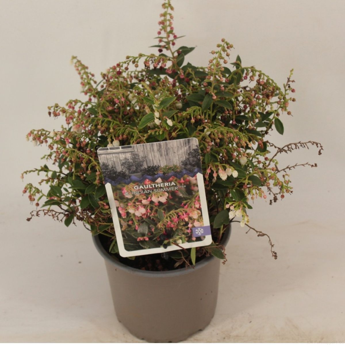 Gaultheria procumbens 'Indian Summer' — Plant Wholesale FlorAccess