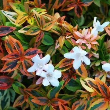 Abelia x grandiflora 'Kaleidoscope'