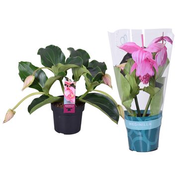 Medinilla magnifica 'Pinatubo'