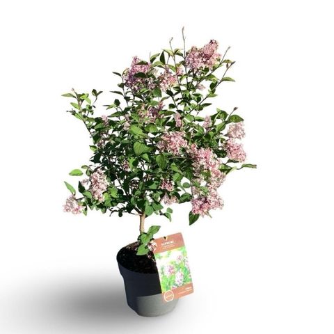 Syringa microphylla 'Superba'