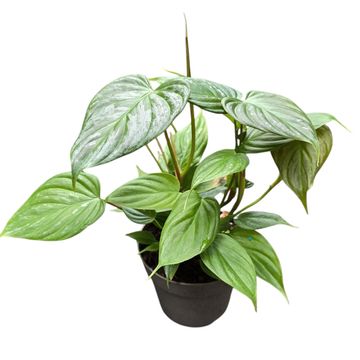 Philodendron 'Majestic'