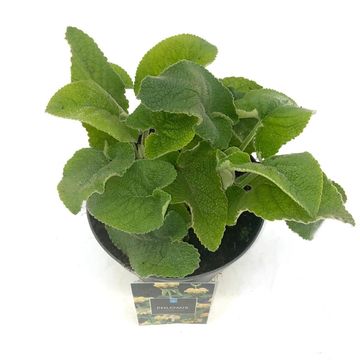 Phlomis russeliana