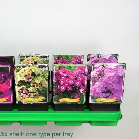 Phlox PANICULATA MIX — Plant Wholesale FlorAccess