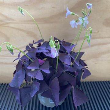 Oxalis triangularis 'Mijke'