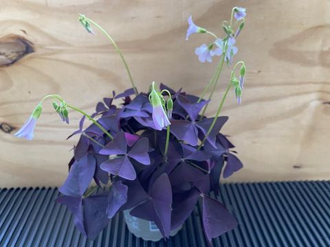 Oxalis triangularis 'Mijke'