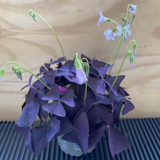 Oxalis triangularis 'Mijke'