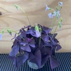 Oxalis triangularis 'Mijke'