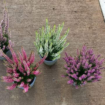 Calluna vulgaris BEAUTY LADIES MIX