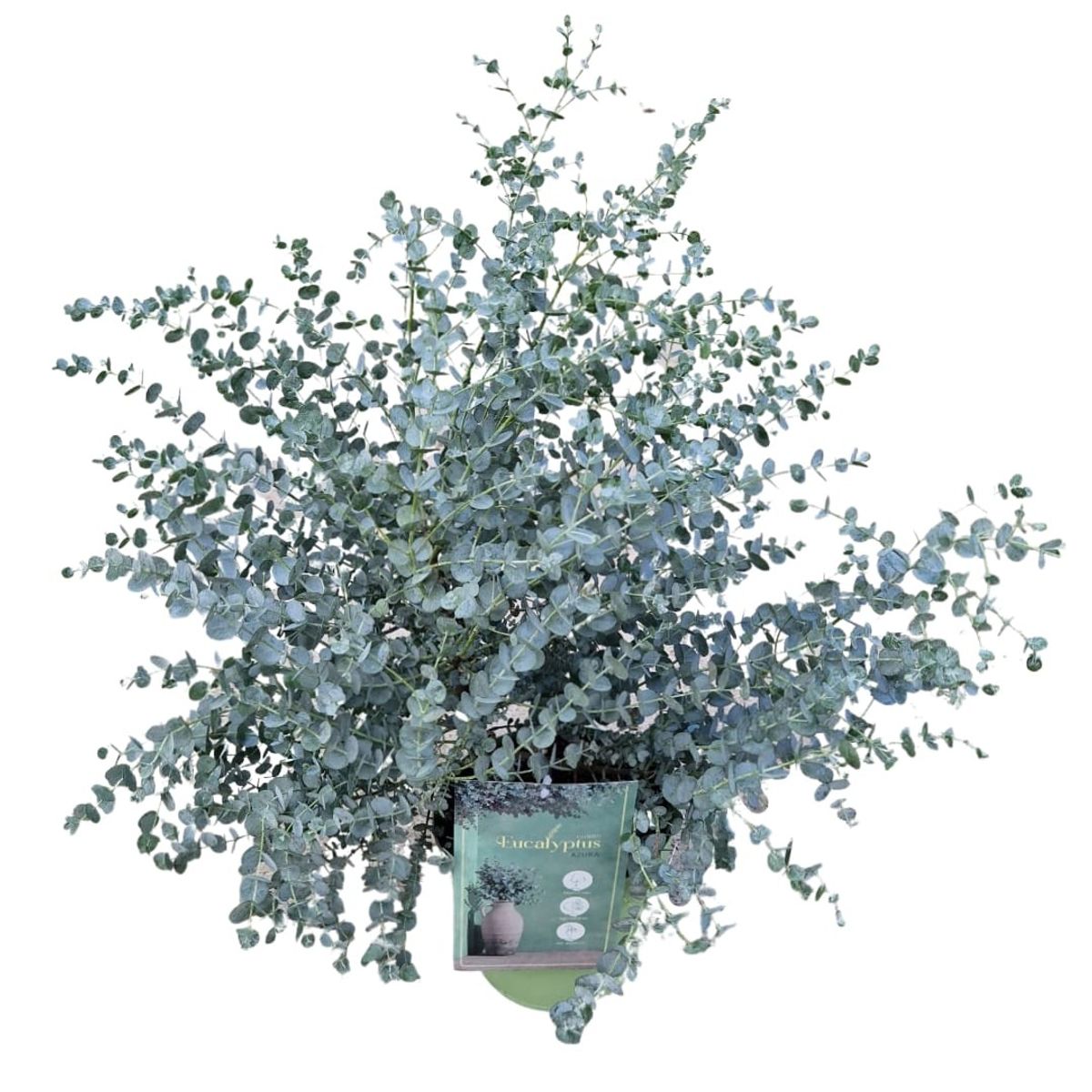 Eucalyptus gunnii 'Azura' (='Cagire') - Gomboom | Bloemenpark