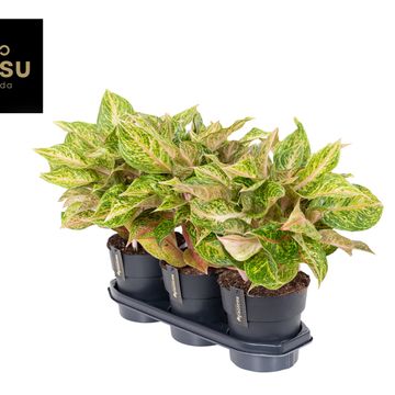 Aglaonema 'Pomegranate Tea'