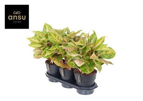 Aglaonema 'Pomegranate Tea'
