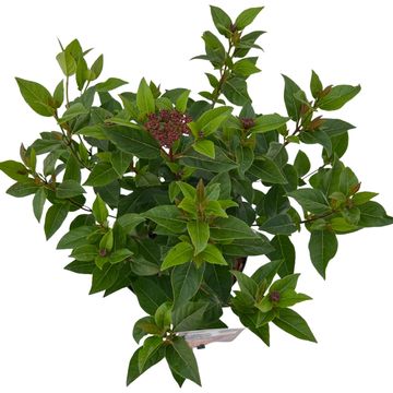 Viburnum tinus SPIRIT