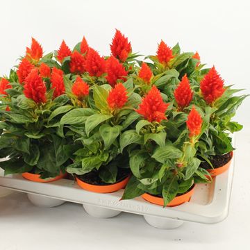 Celosia KELOS FIRE ORANGE