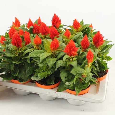 Celosia KELOS FIRE ORANGE — Plant Wholesale FlorAccess