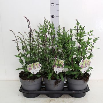 Salvia nemorosa 'Caradonna'