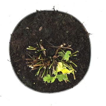 Astrantia 'Buckland'