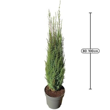 Juniperus communis 'Arnold'