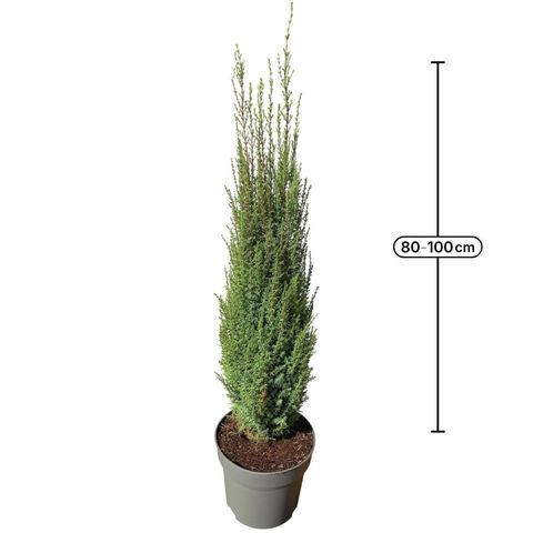 Juniperus communis 'Arnold'