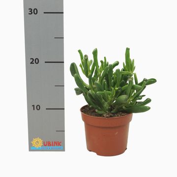 Crassula ovata 'Gollum'