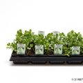 Brassica oleracea Brassica oleracea capitata forma alba subv. conica