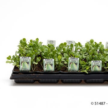 Brassica oleracea Brassica oleracea capitata forma alba subv. conica