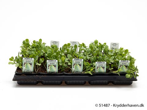 Brassica oleracea Brassica oleracea capitata forma alba subv. conica