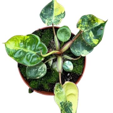 Filodendro billietiae 'Variegata'