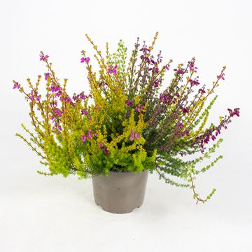 Erica cinerea MIX IN POT