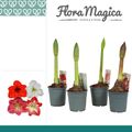 Hippeastrum MIX
