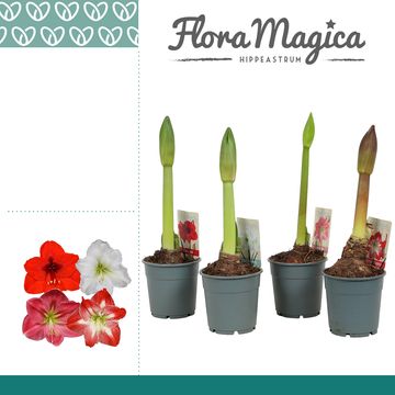 Hippeastrum MIX