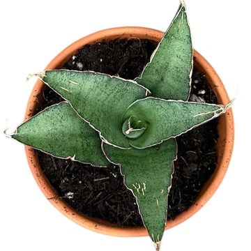 Sansevieria 'Tower Gray'