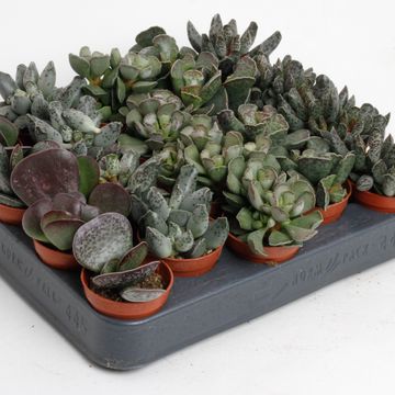 Adromischus MIX