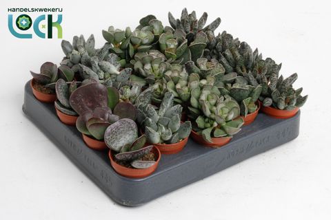 Adromischus MIX