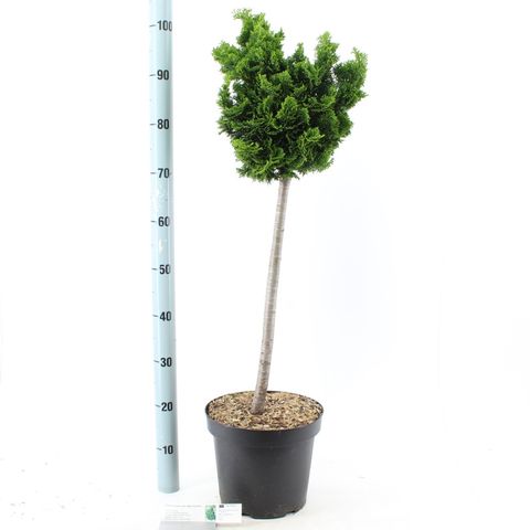 Chamaecyparis obtusa 'Nana Gracilis'