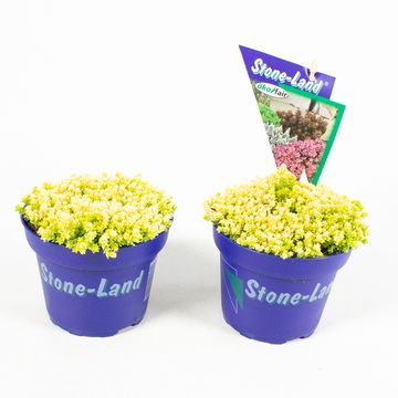 Sedum acre 'Aureum'