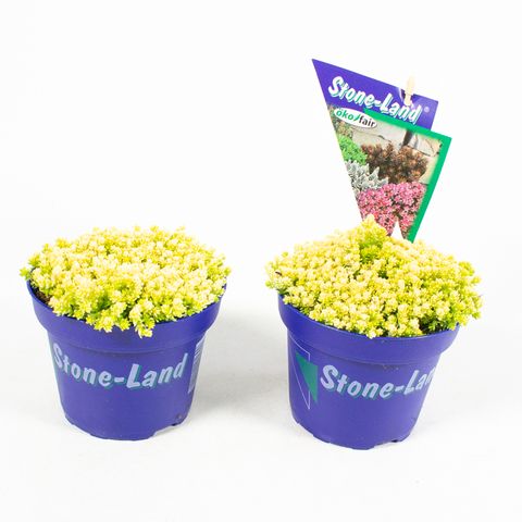Sedum acre 'Aureum'