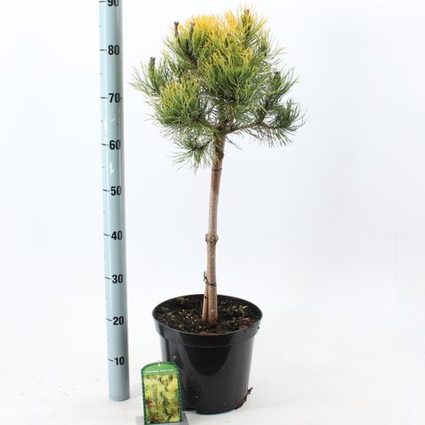 Pinus mugo 'Winter Gold'