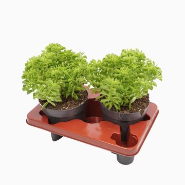 Peperomia dolabriformis