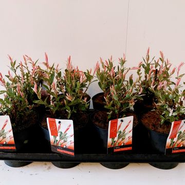 Salix integra 'Flamingo'