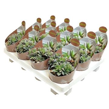 Crassula 'Frosty'